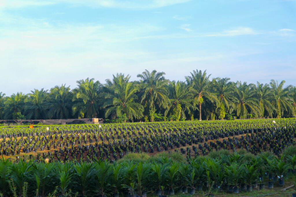 Pépinière de palmiers à huile